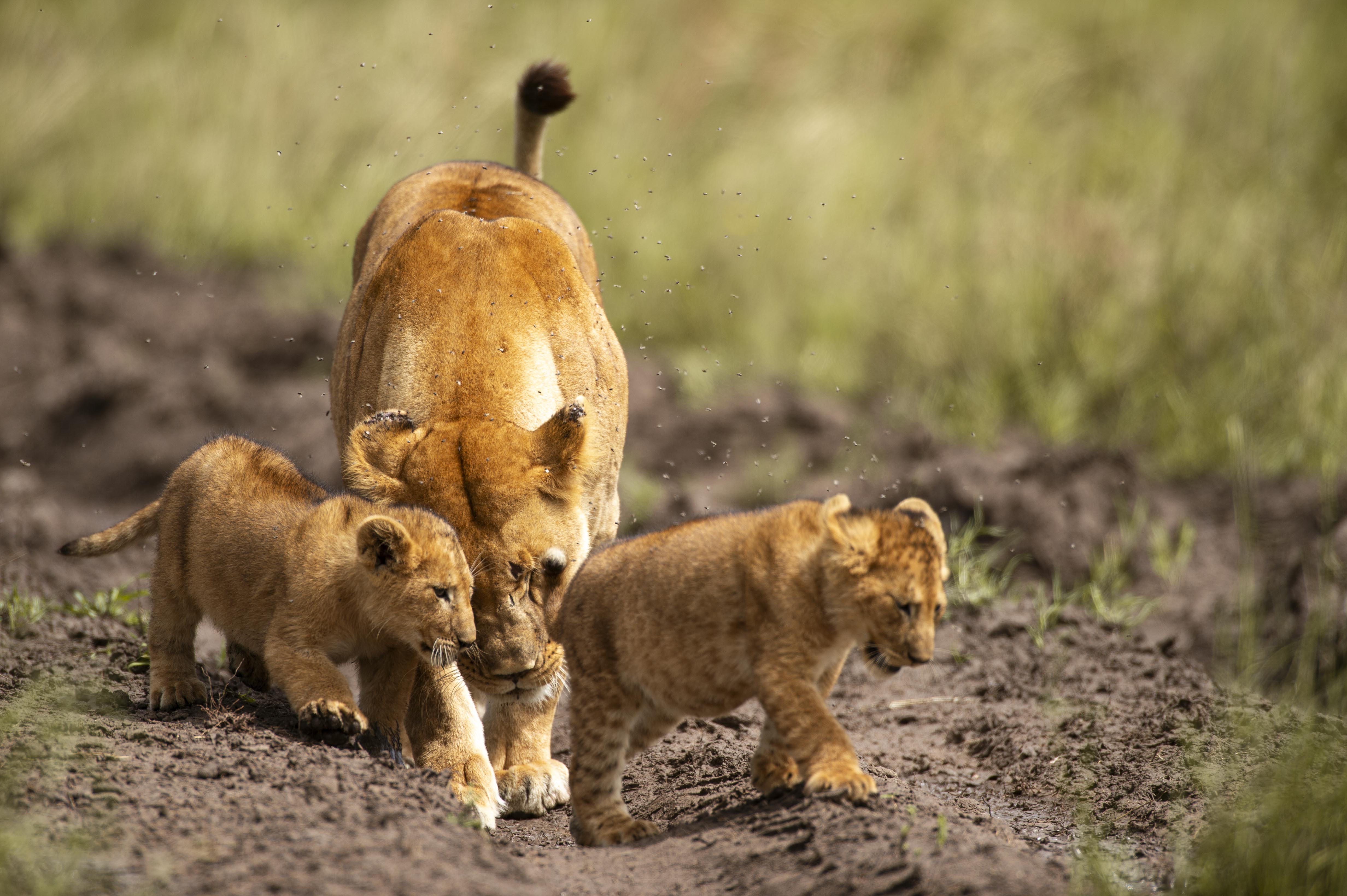 Family Safari