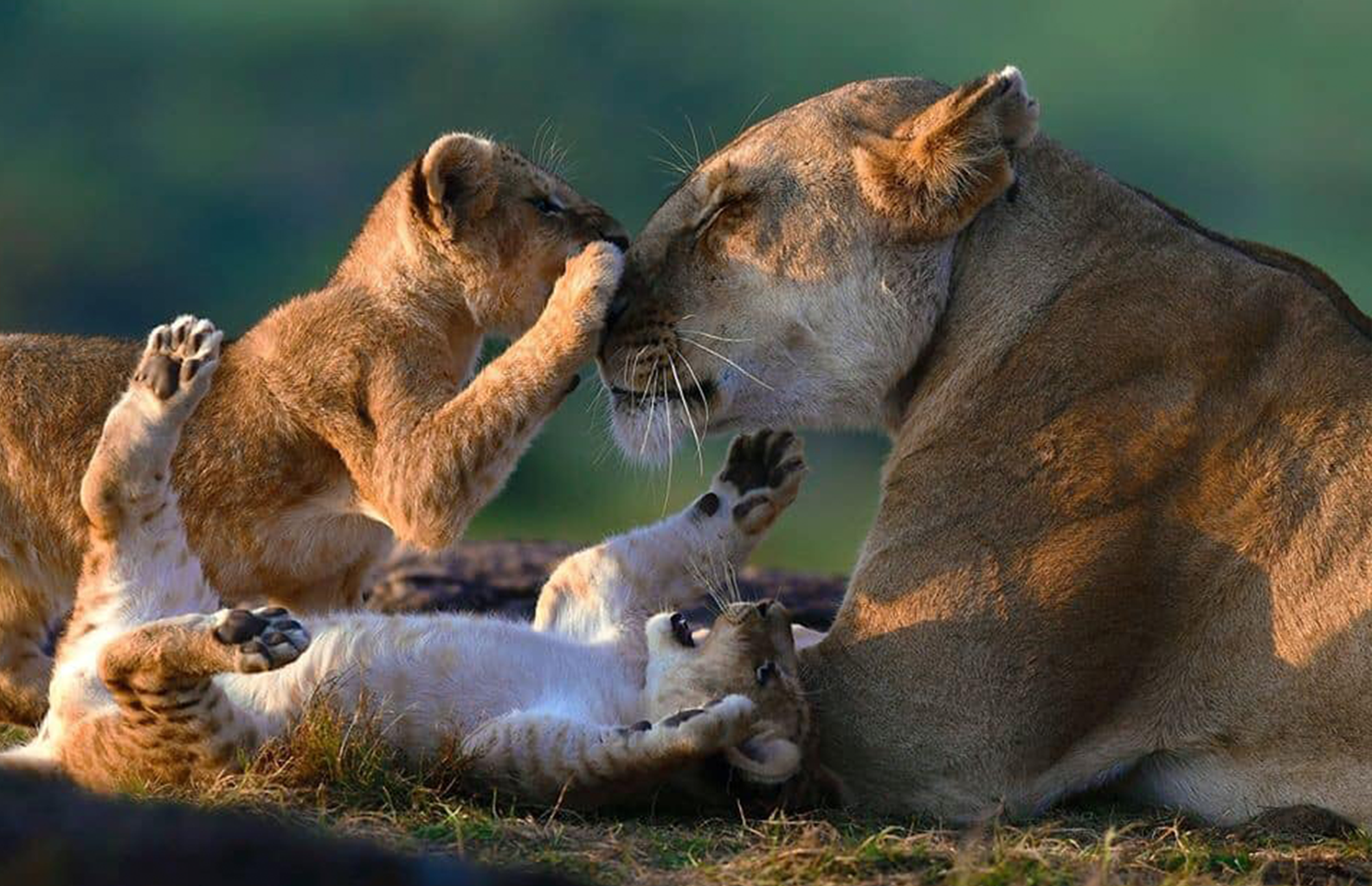 08-Day Family Safari Adventure