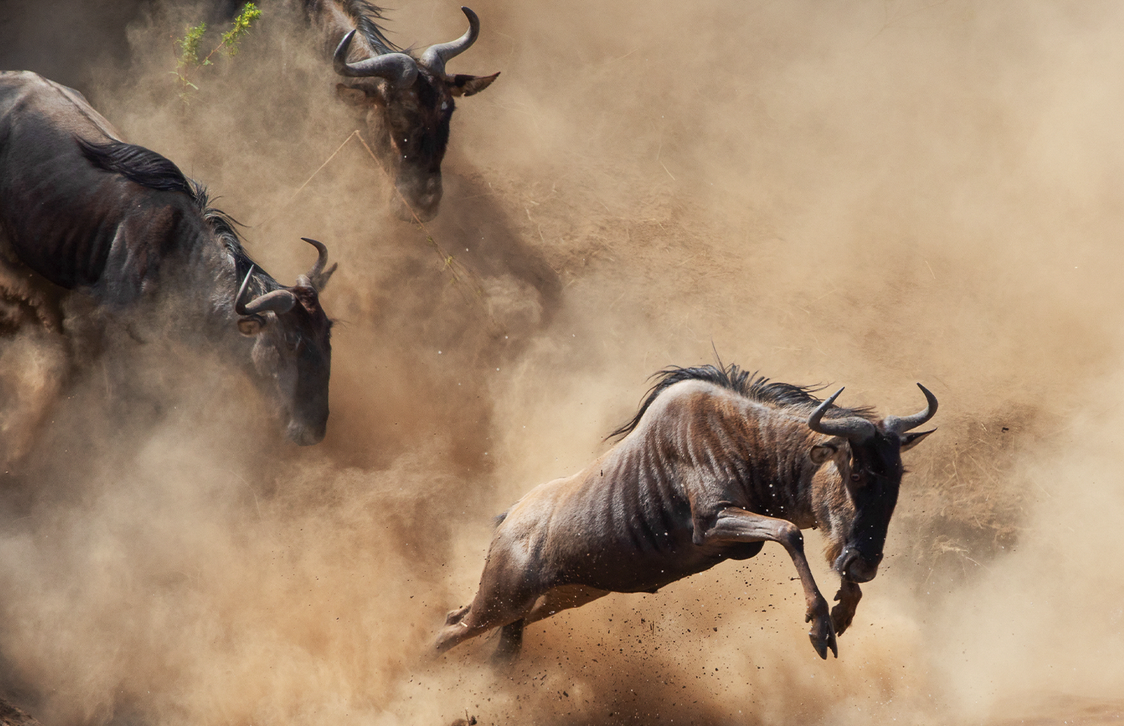 10-Day Great Migration Safari